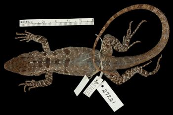 Media type: image;   Herpetology R-174613   shows cataloged_item R-174163 Aspect: dorsal